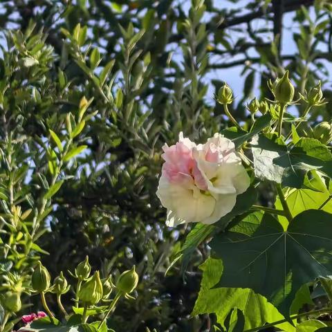 诗歌小辑（九十二）温柔人间，坐等花开