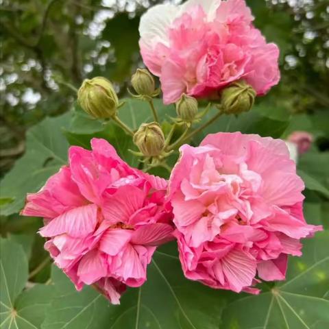 诗歌小辑（九十四）整座城浮在一朵芙蓉的呼吸上