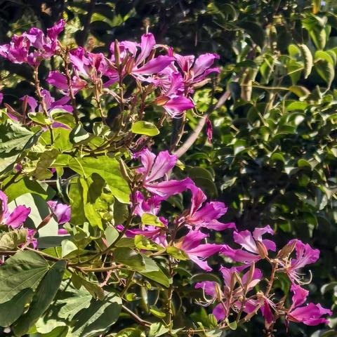 诗歌小辑（九十五）忘了远方，也忘了归期