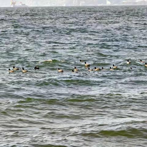 诗歌小辑（九十八）身如落叶，霜天万里终为过客；心似蟠松，烟雨一蓑便是吾乡