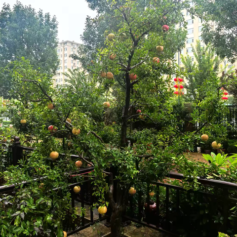 年年秋实，岁岁念———外公和他的石榴树