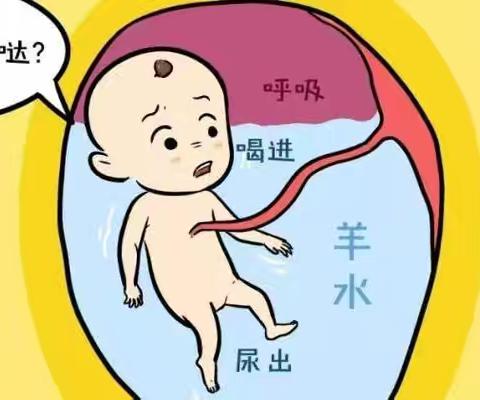 羊水：胎儿的“生命之水”