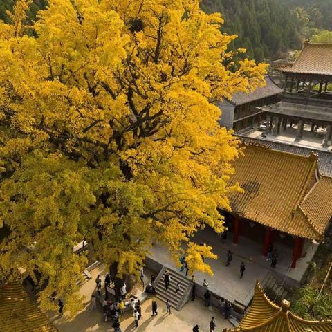 11月18号扫黄银杏园！济南黄河岸边千亩银杏“披金”惹人醉，太美了！