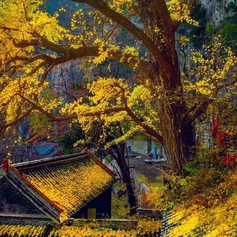 【休闲路线】11月15日(周6)博山白石洞+九龙峪景区赏银杏看红叶休闲一日游 【活动强度】纯休闲路线-老少皆宜