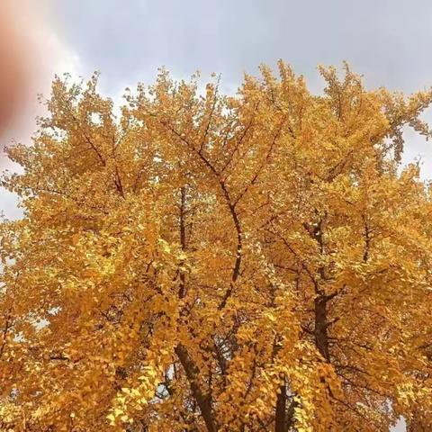 【赏千年银杏】11月16日(周六)莱芜白龙潭景区-大舟山赏千年银杏古树