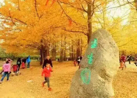 11月17号银杏生态园(生生园)+书法公园+圆博园，捡银杏果赏银杏叶，现在开始报名。