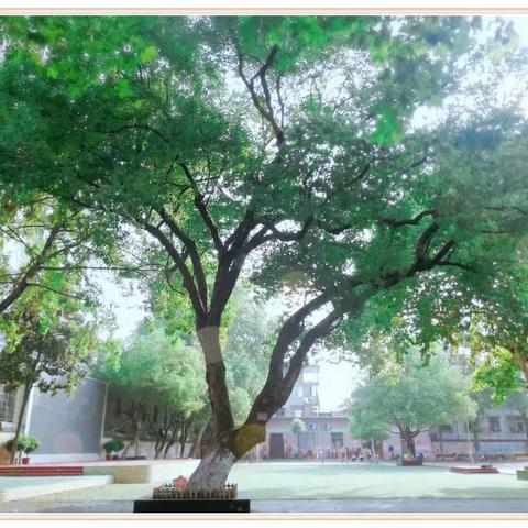 聚焦核心素养落地 构建教学评一致性 ——上饶市第一小学金龙岗校区数学教研活动