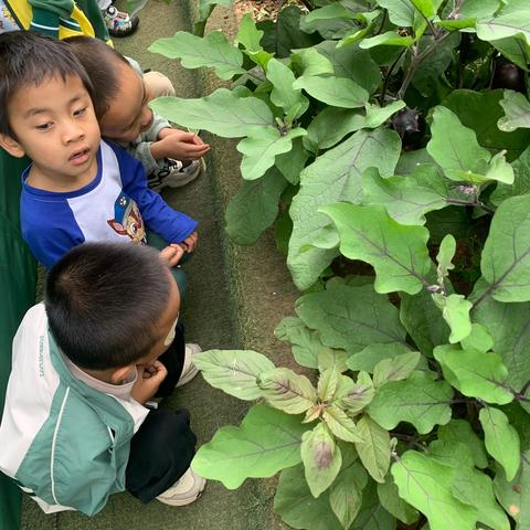 轿子山幼儿园小四班——“植物生长，我们在行动”