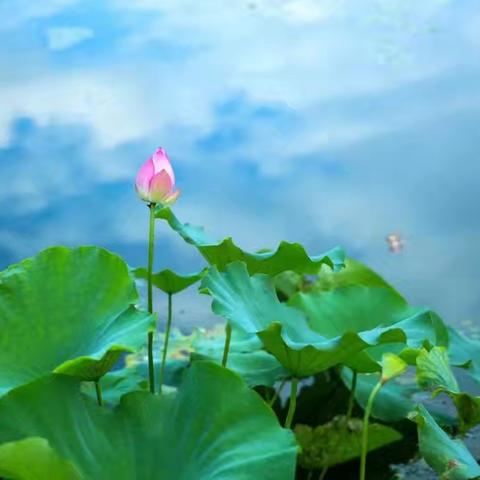 浅尝初夏花开无声  逐梦青蓝成长有痕 ——黄骅三中举行“青年教师展课，校级名师评课议课”活动