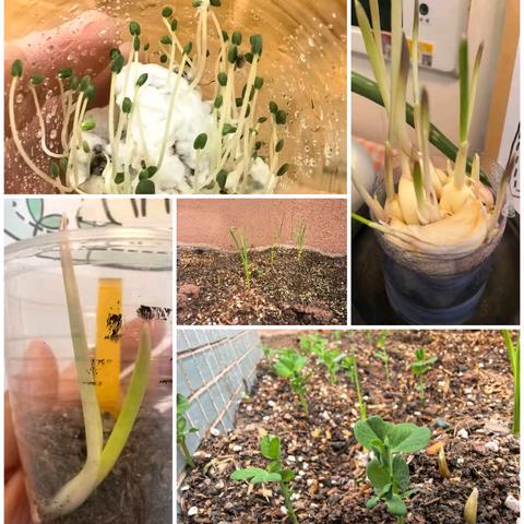 种子的奇妙之旅