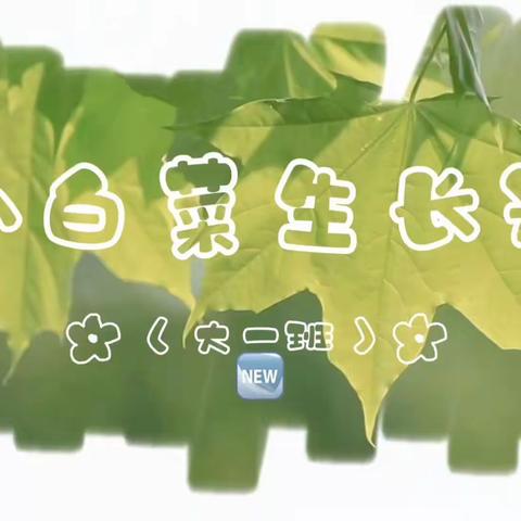 大一班班本课程《小白菜生长记》