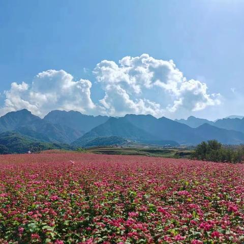 荞麦花海