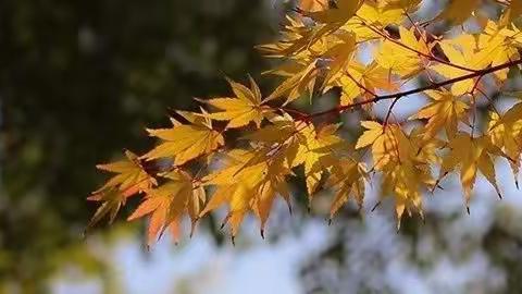 五四班第十二周周小结 11月19日—11月24日