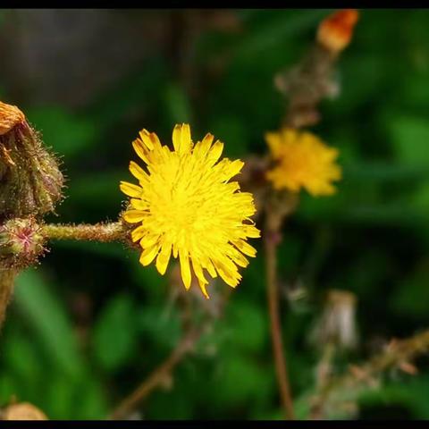 桂芝的文章