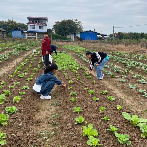 《实践教育》—呵护蔬菜成长篇（1） ——57班第一责任组给蔬菜浇水