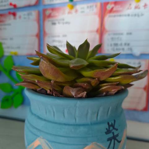 二月尾章·向春而行