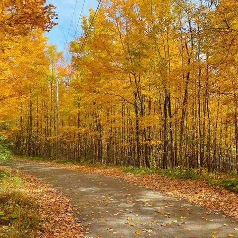 XX幼儿园秋游活动