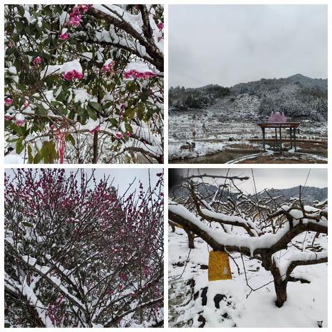 下雪啦，2024年的第一场雪，给这个冬天添上了神秘的色彩，山川、河流、大地，白茫茫的一片，把整个大地装扮成了一个银装素裹的世界。