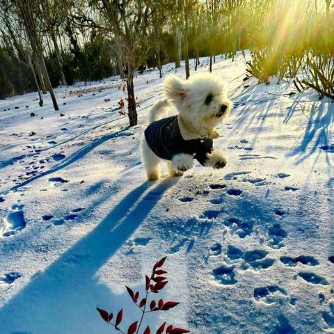 雪样年华诗意浓