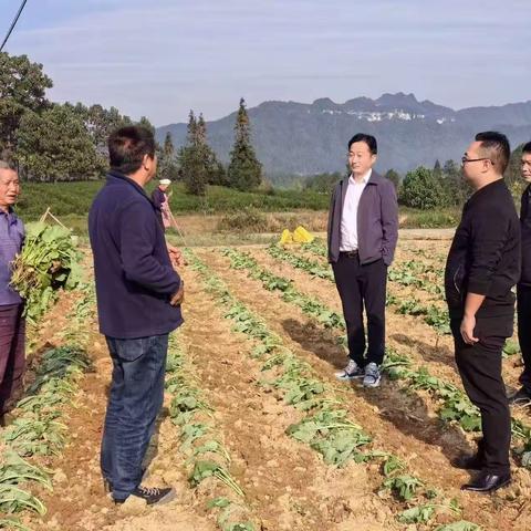 凤冈县持续加大力度推进油菜秋冬种