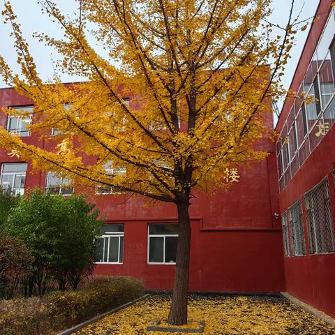 Under the ginkgo tree
