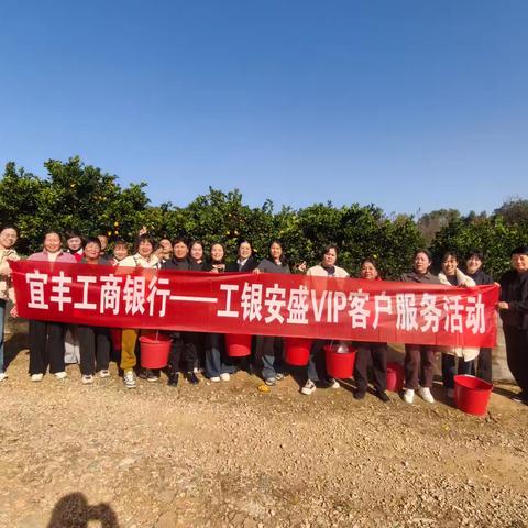 橘园飘香暖冬日——宜丰支行客户采摘活动促情谊、结硕果