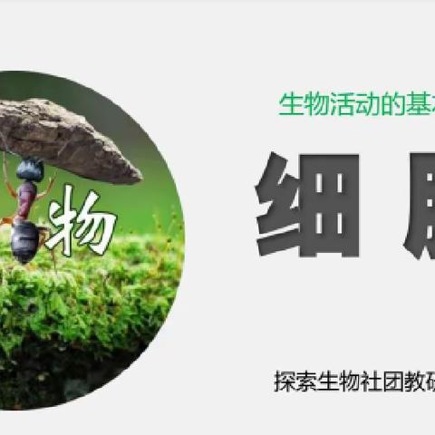 纱厂路小学探索生物社团