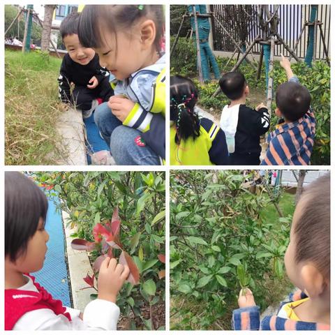 邂逅秋天  童享自然———武汉市蔡甸区知语城幼儿园中一班活动报道