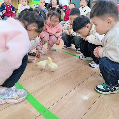 🐥鸡“缘”巧合——西峡县直幼儿园小四班课程故事