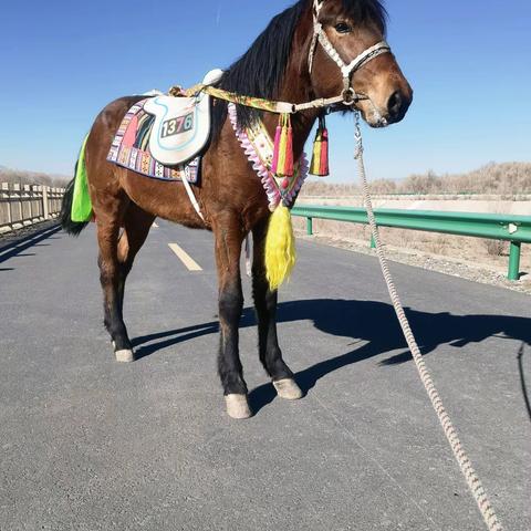 2024.喜迎新春佳节赛马邀请函！