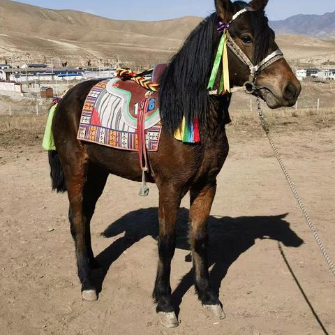 2024，庆新春，闹元宵赛马邀请函！