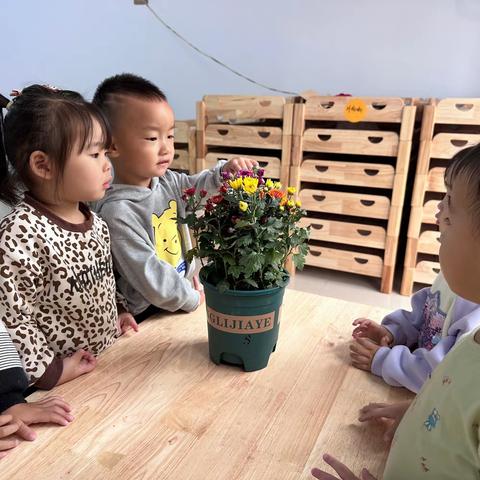 【小三班班本课程】雏菊心语🌼——枣强县第六幼儿园