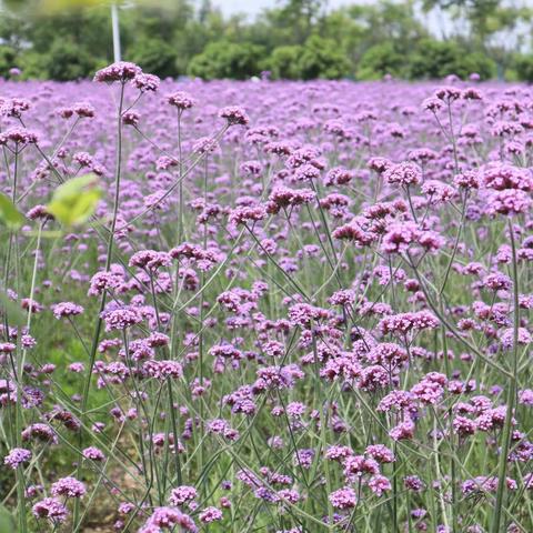 小满将至情谊浓