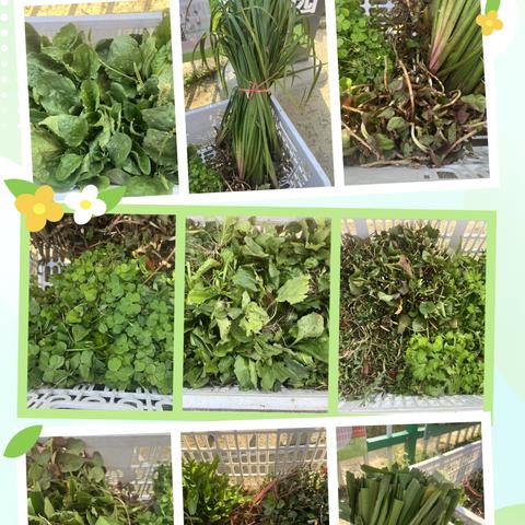 🌿 惊蛰种本草，聚翠育新芽🌿 ‍                春日里的中医药劳动实践课
