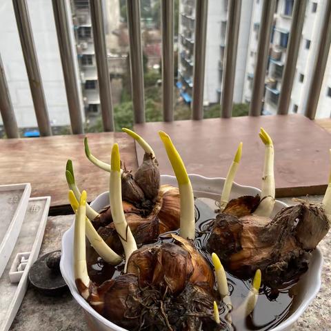 城市阳台上的绿色奇迹
