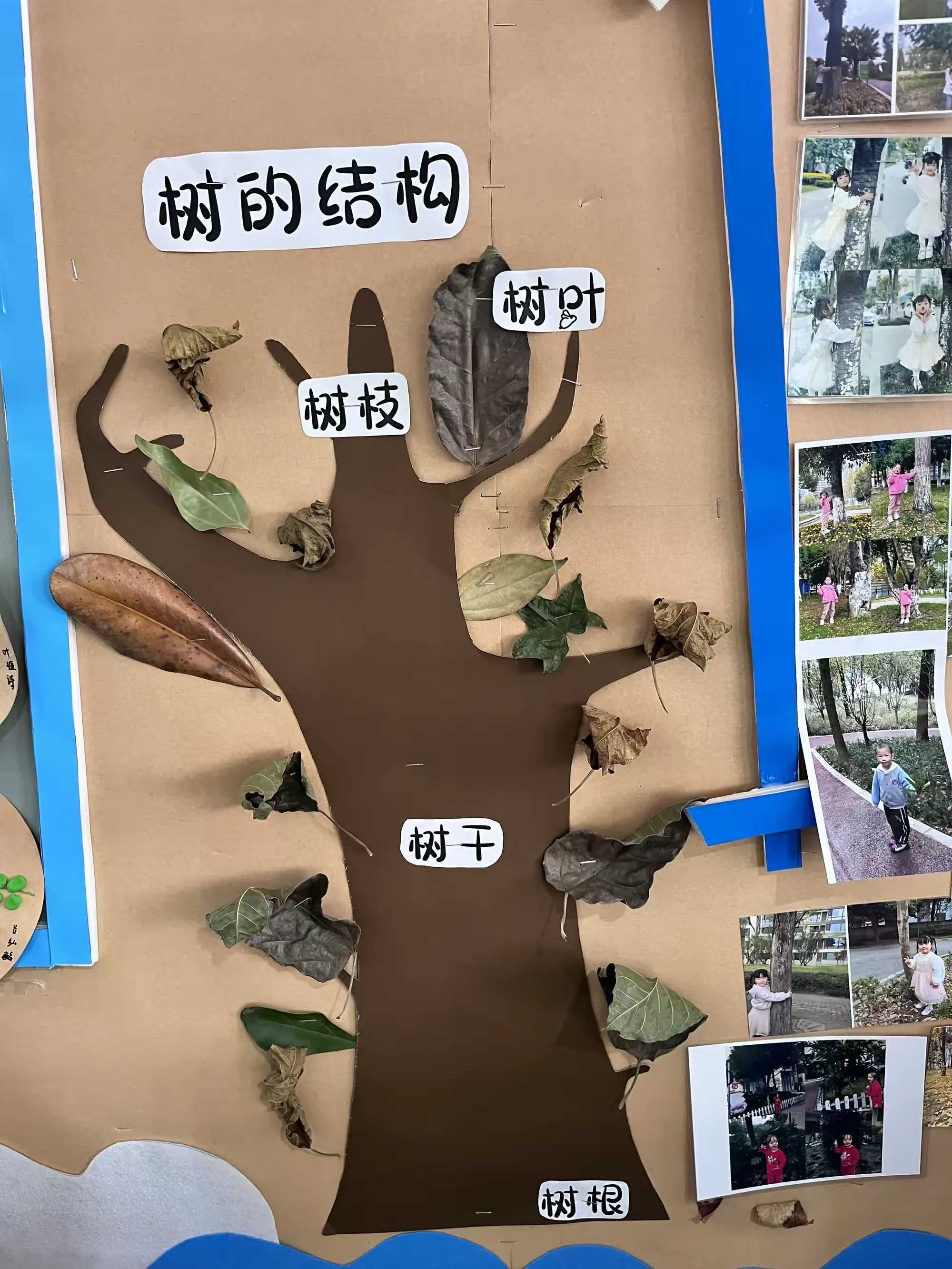 蜀都新邨幼儿园葡萄🍇班《拜访大树》主题活动