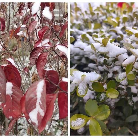 最美不止冬日雪，更有扫雪物业人