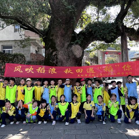 风吹稻浪，秋田遇稻你2023玉环市实验小学309班秋收农耕研学活动