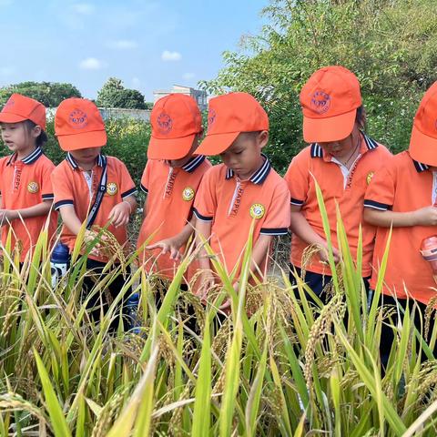 迎春晖幼儿园秋日主题活动：🌱🍂寻找秋天，感受大自然🏃