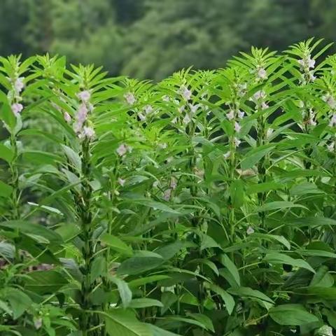 资幼中三班课程故事:《“芝麻”开门》