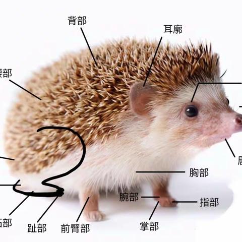 项目式研学｜刺猬的结构与生活习性、特征