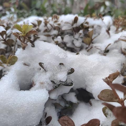 雪景