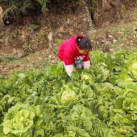 劳动最光荣，美德浸心田——六（1）班五一劳动节实践活动