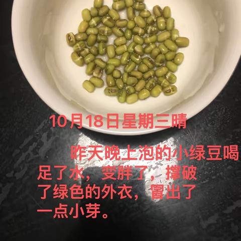 绿豆发芽记 杨楷泽