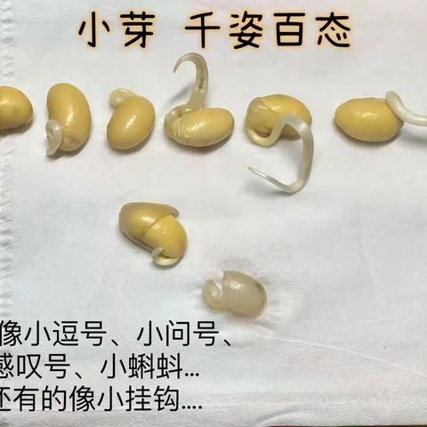 黄豆成长记