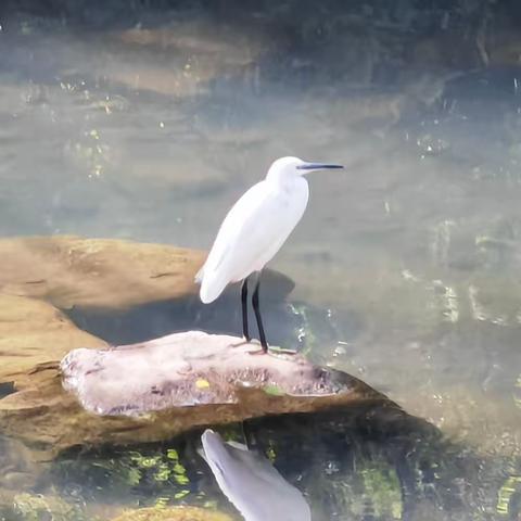 叹服礼张村