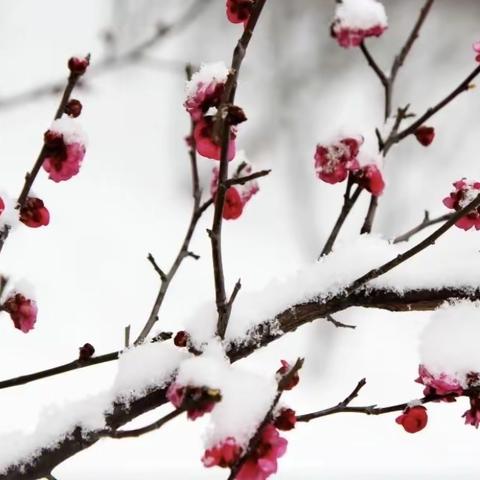 雪舞漫天寒 雪停城市净 寒来暑往间 守护市容颜