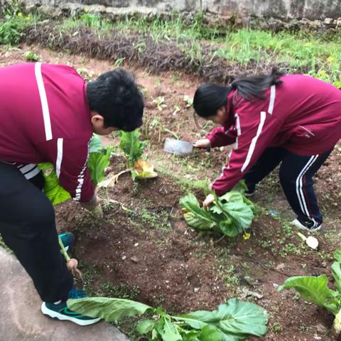 “粒粒皆辛苦”——广昌县第二中学劳动实践菜地除草