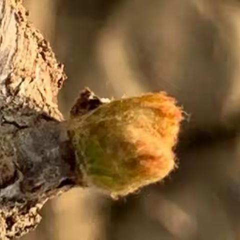 葡萄浇水知多少，葡萄全年浇水攻略！