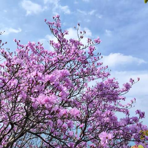 汤公山杜鹃花：春日里的自然画卷
